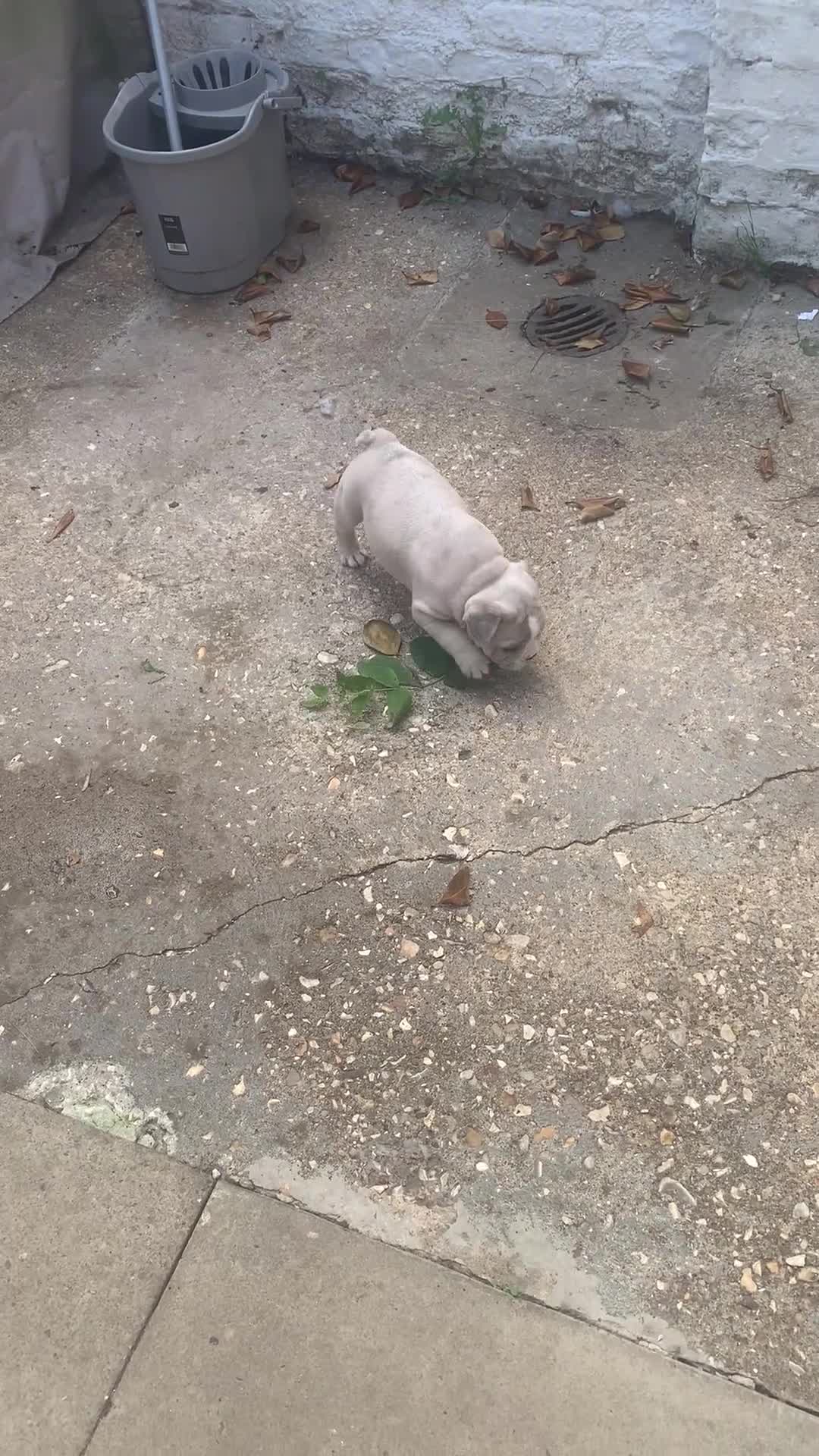 French Bulldog dogs for sale: French bulldog puppies with lilac and merle  - Video 1