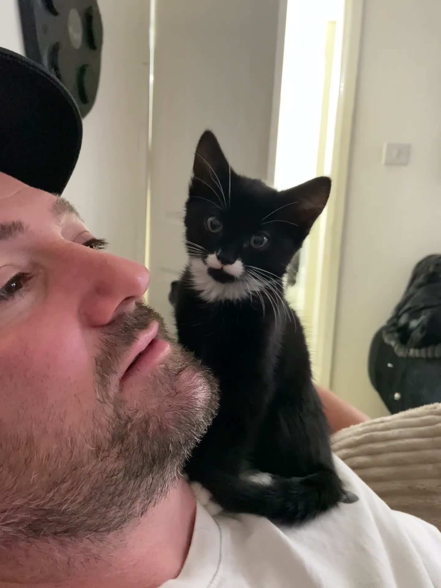 Mixed Breed cats for sale: Female kitten very loving  - Video 1