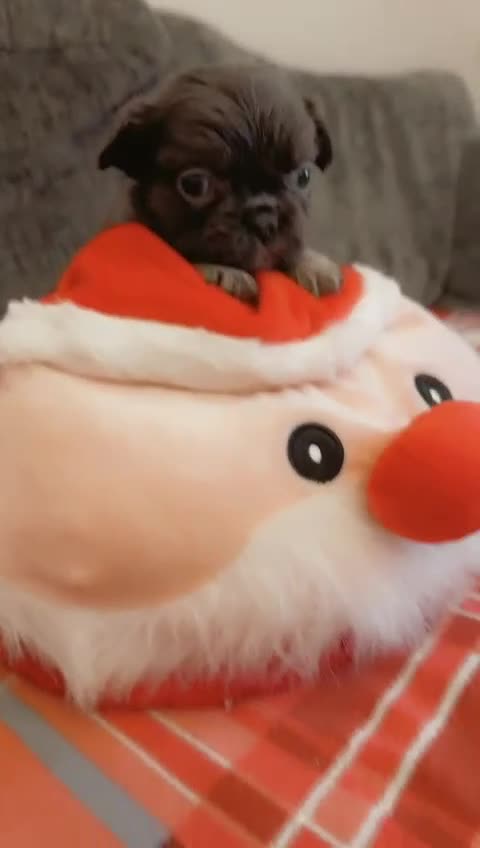 French Bulldog dogs for sale: Full fluffy French bulldogs Pink  - Video 5