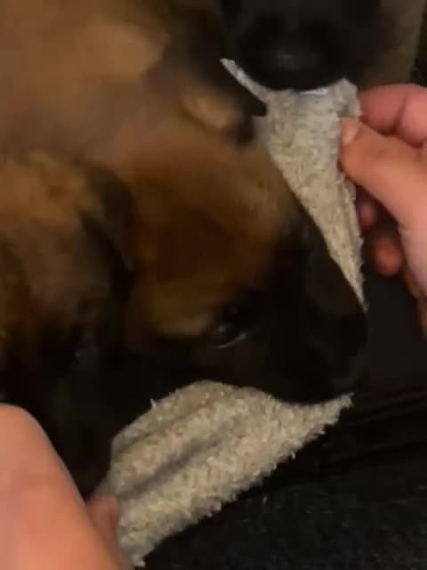 Belgian Shepherd Dog dogs for sale: Belgian shepereds puppies  - Video 2