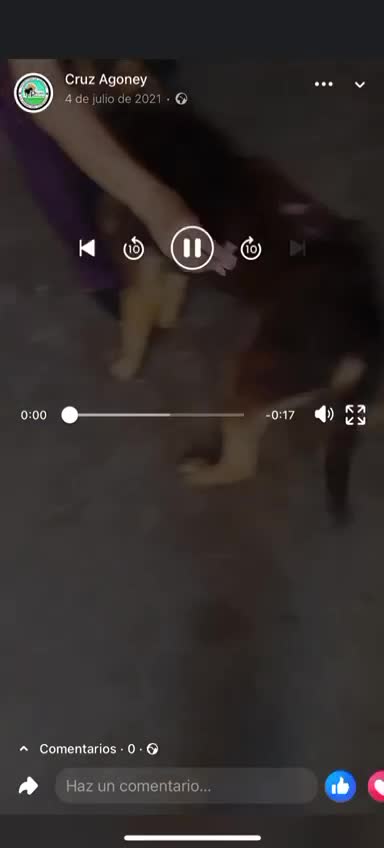 Mixed Breed dogs for adoption: A Life of Abuse please Help ! in Hengoed - Video 3