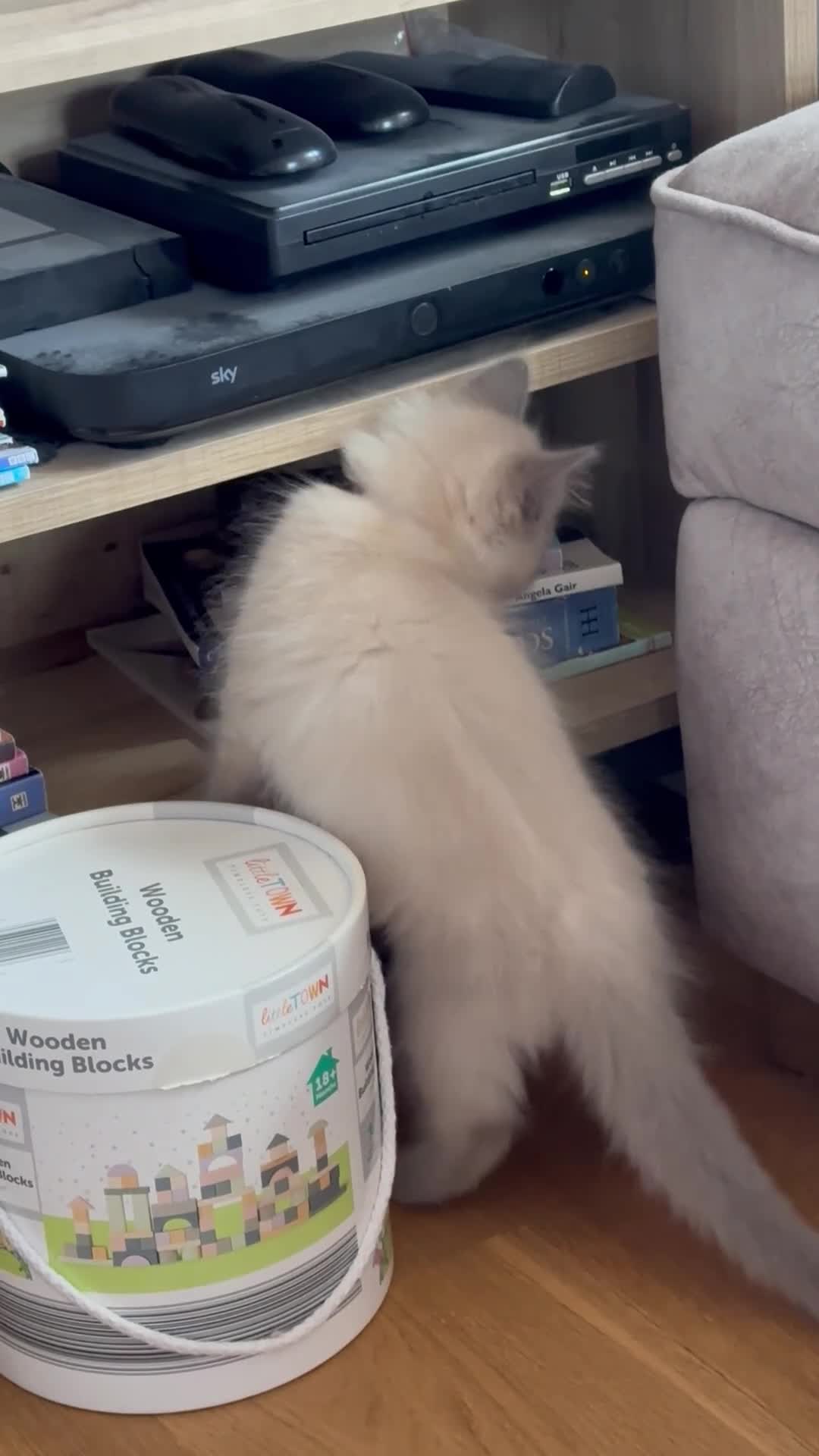 Ragdoll cats for sale: RAGDOLL KITTENS £525 ONLY 2 LEFT - Video 1