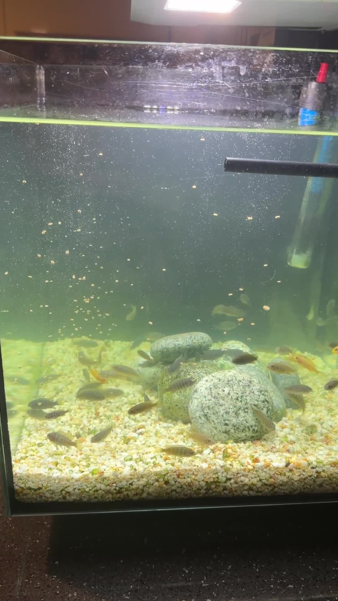 Cichlids fish for sale: Mbuna Cichlid Fry in Doncaster - Video 2