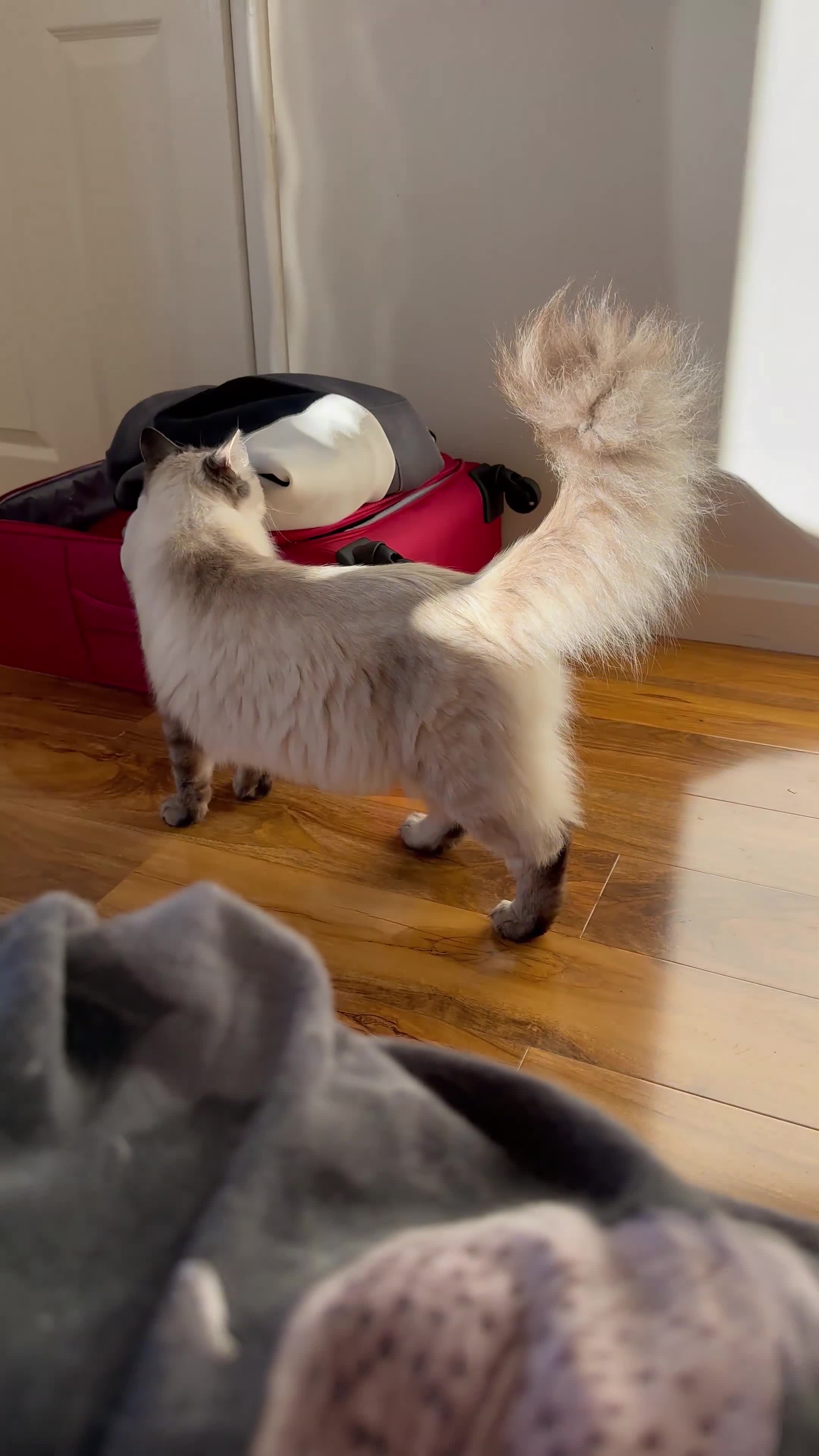 Ragdoll cats for sale: Ragdoll cat  - Video 1