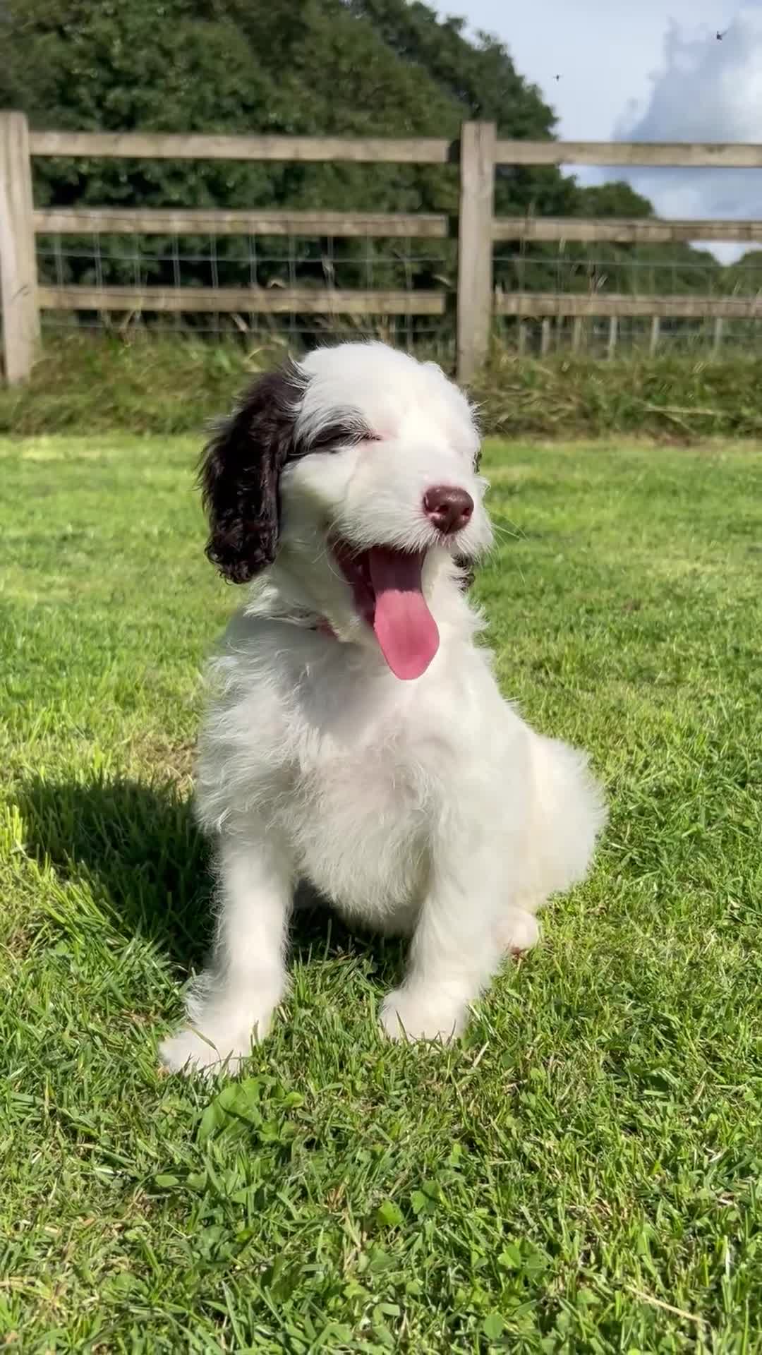 Sproodle dogs for sale: Sproodle Puppies Ready For Their Forever Homes - Video 2