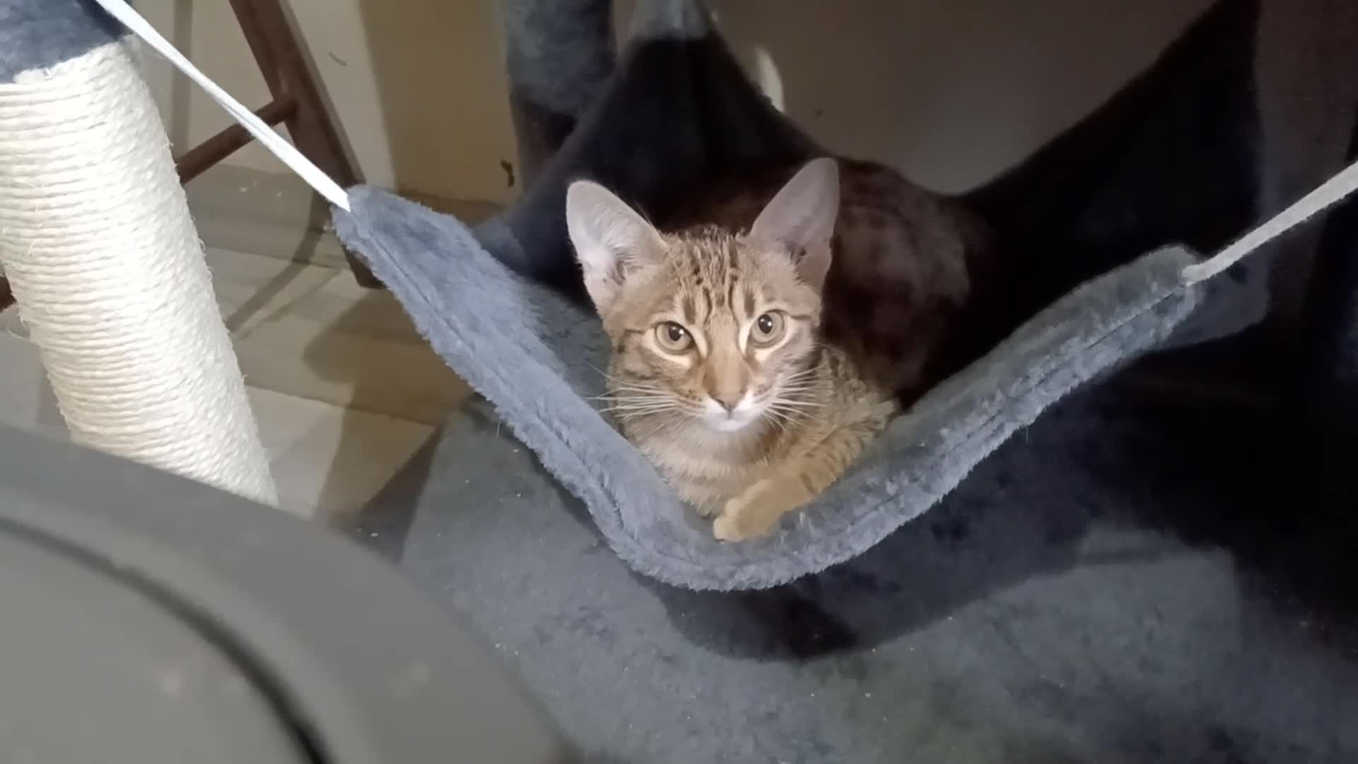 Ocicat cats for sale: Rowan The Pedigree Ocicat Is sad - Video 2