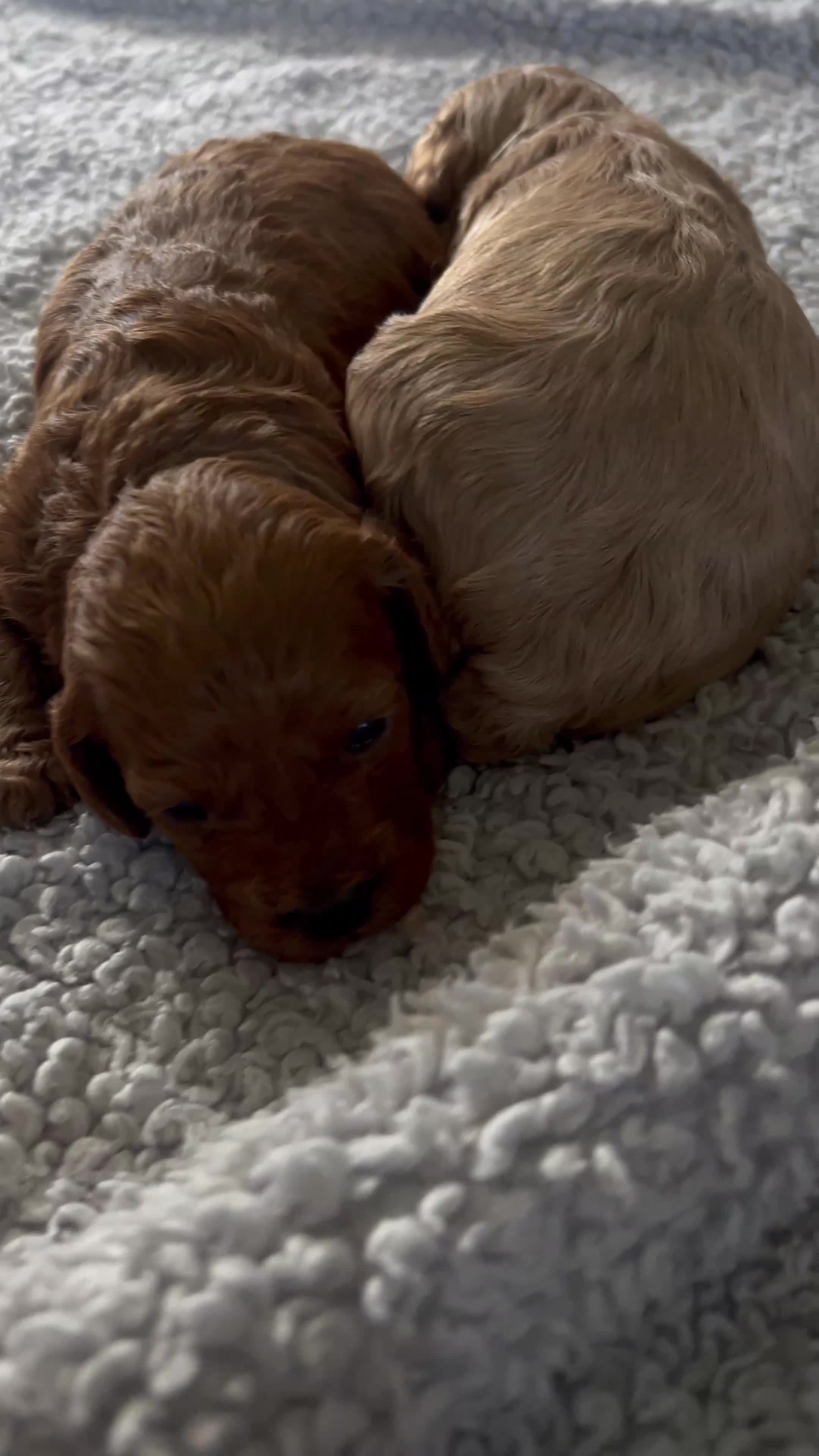Cavapoo dogs for sale: 🐾 Beautiful F1b Cavapoo Puppies 🐾 - Video 2