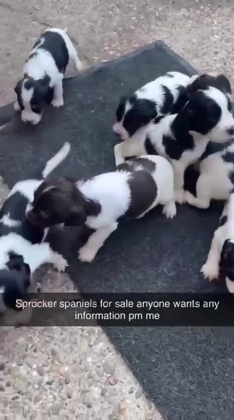 Sprocker dogs for sale: Sprocker spaniels  - Video 1