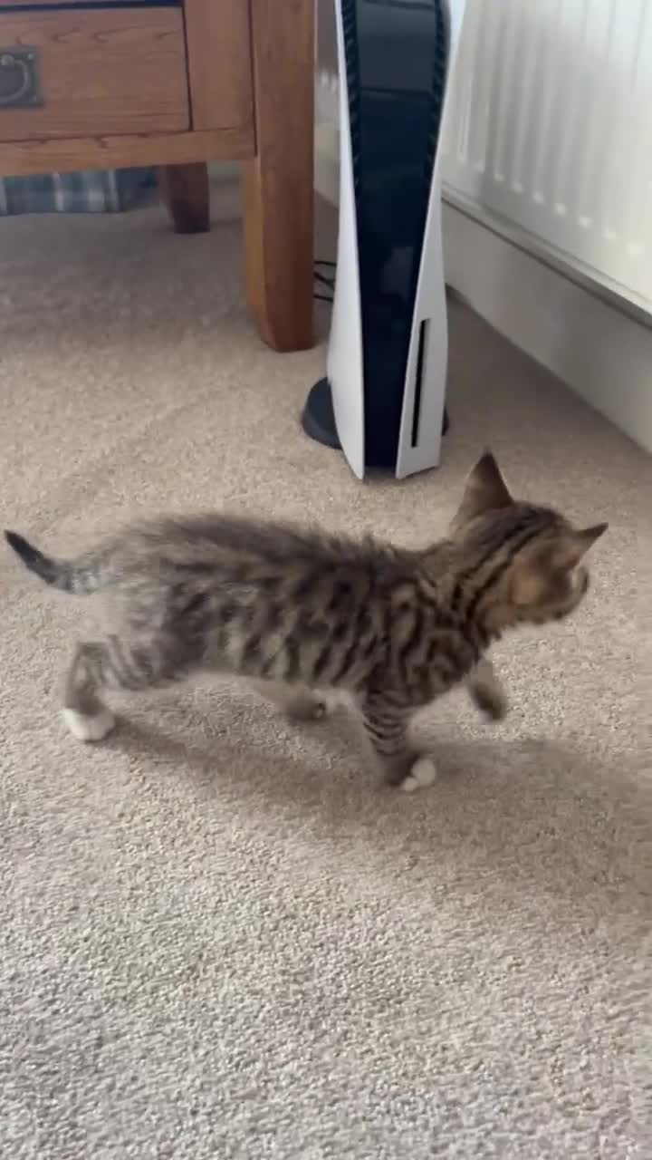 Mixed Breed cats for sale: Beautiful Tabby boy looking for his forever home!  - Video 1