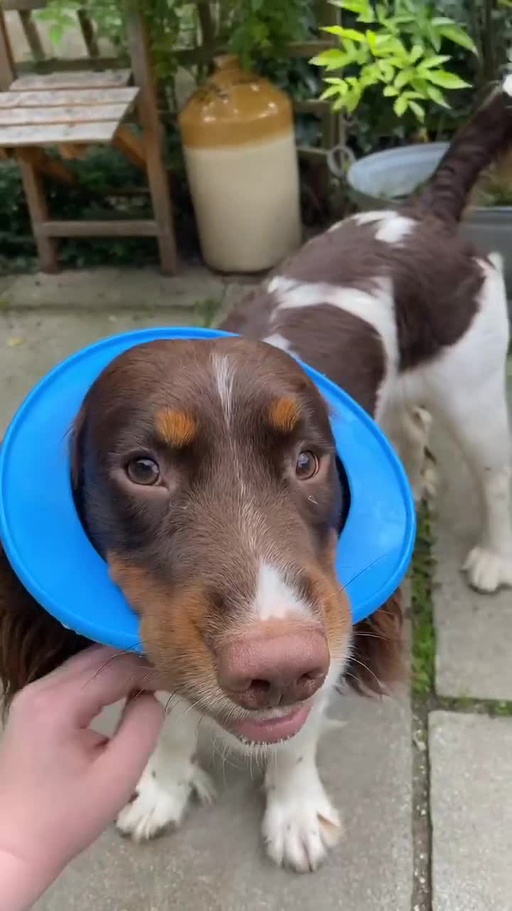English Springer Spaniel dogs for stud: Tri colour English springer spaniel stud  in Horsham - Video 2