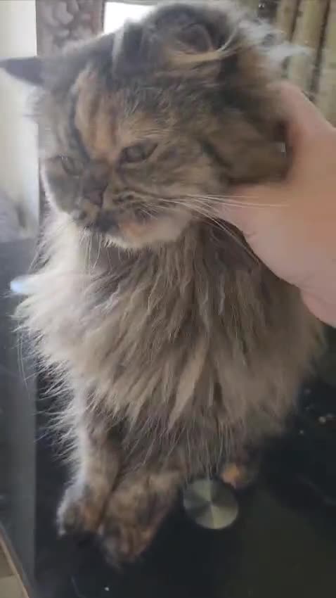Mixed Breed cats for adoption: Snickers - Video 1