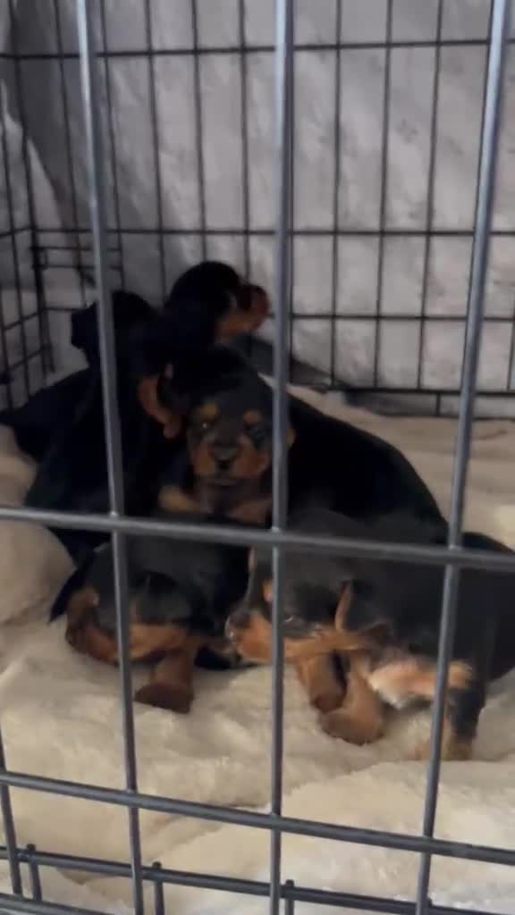 Yorkshire Terrier dogs for sale: Yorkshire terrier puppies  in Dagenham - Video 2