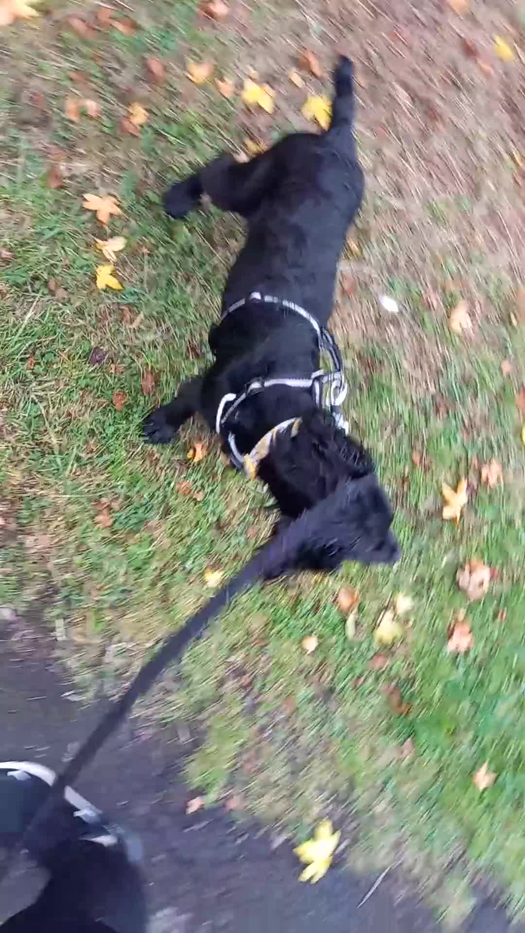 Cocker Spaniel dogs for sale: Working cocker spaniel puppy  - Video 2