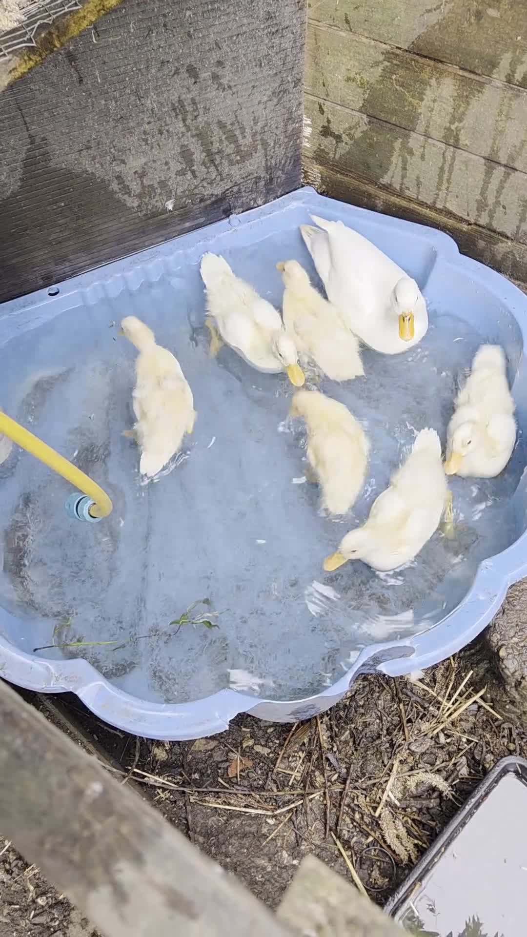 Ducks poultry for sale: Call ducks 6 week old unsexted in Pontefract - Video 1