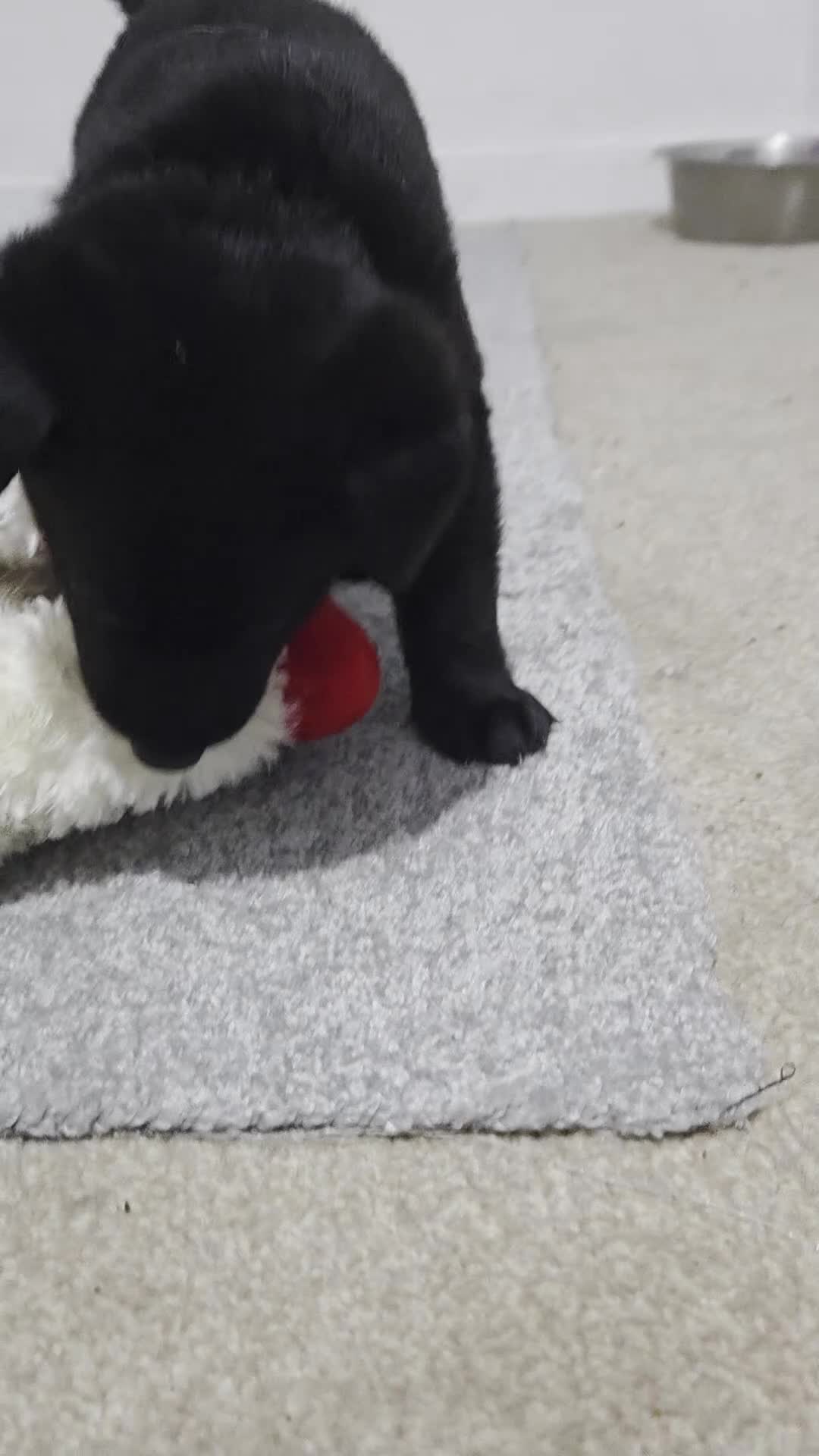 Mixed Breed dogs for sale: 🌟German Shepherd x Labrador Retriever Puppies 🌟 - Video 2