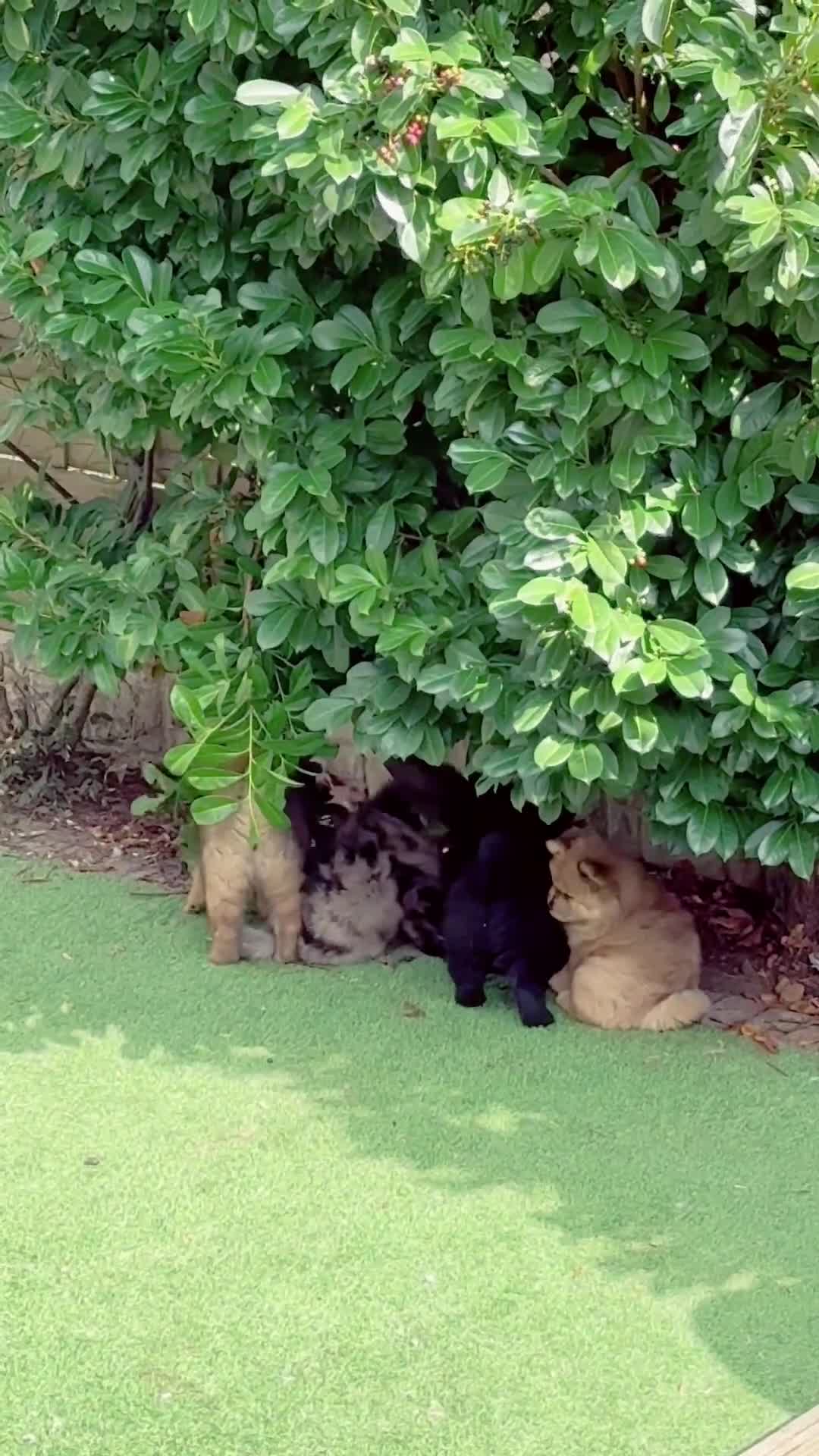 Chow Chow dogs for sale: 🩷🩵ONLY THREE GIRL chow chows left ready to go🩵 - Video 4