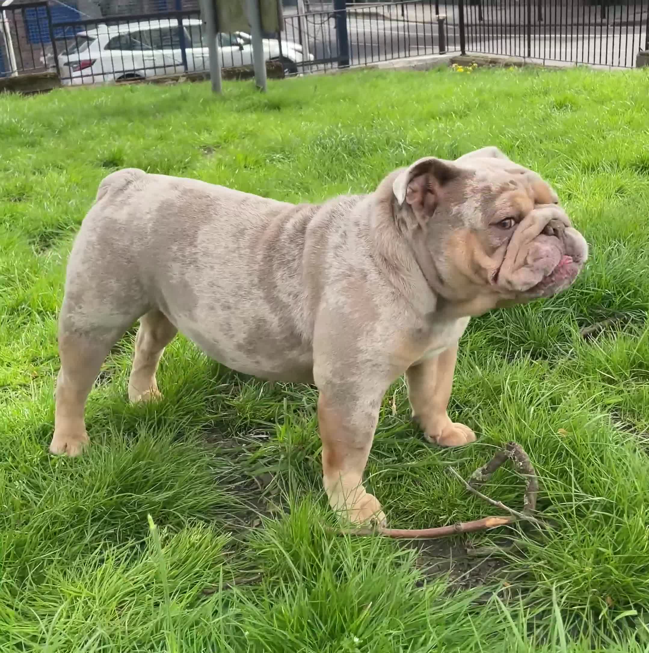 English Bulldog dogs for sale: English Bulldog Looking for a Forever Home  - Video 1