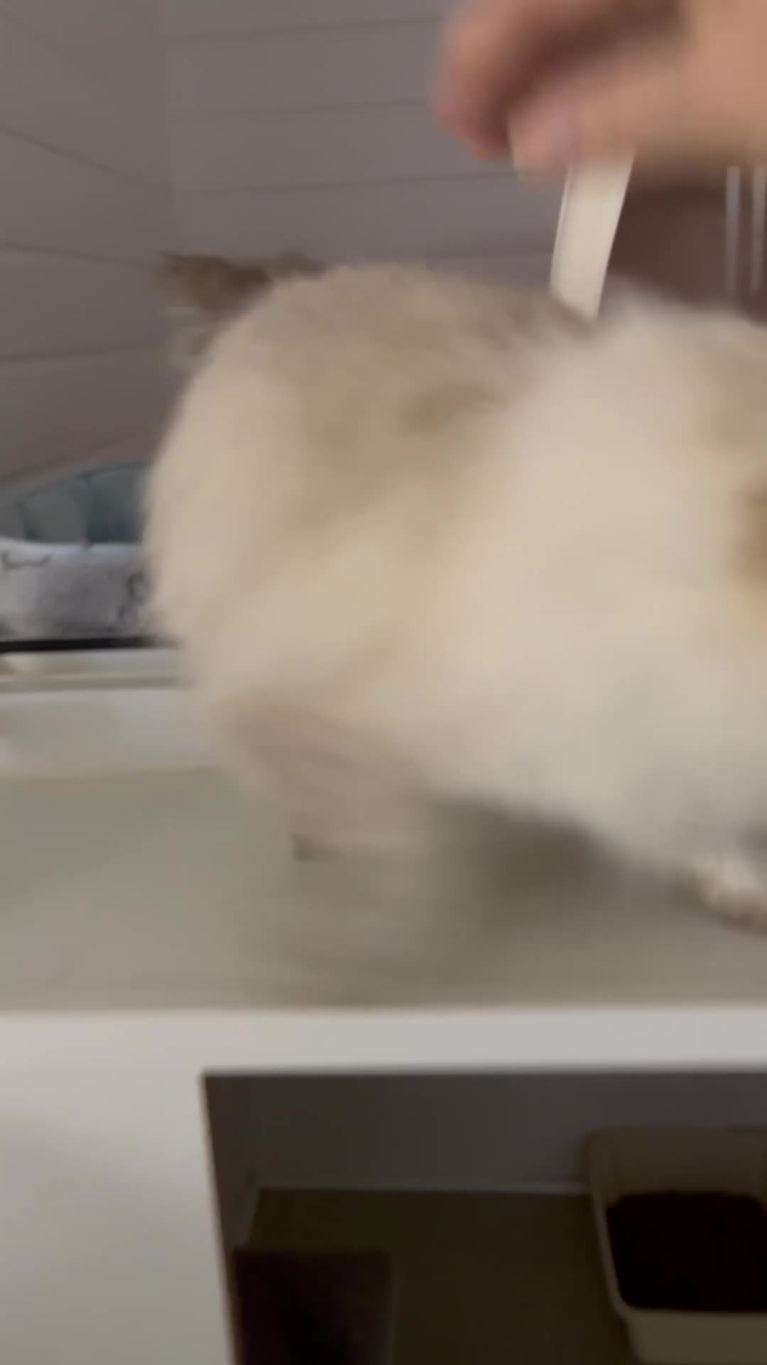 Siberian cats for sale: Active Siberians  - Video 1