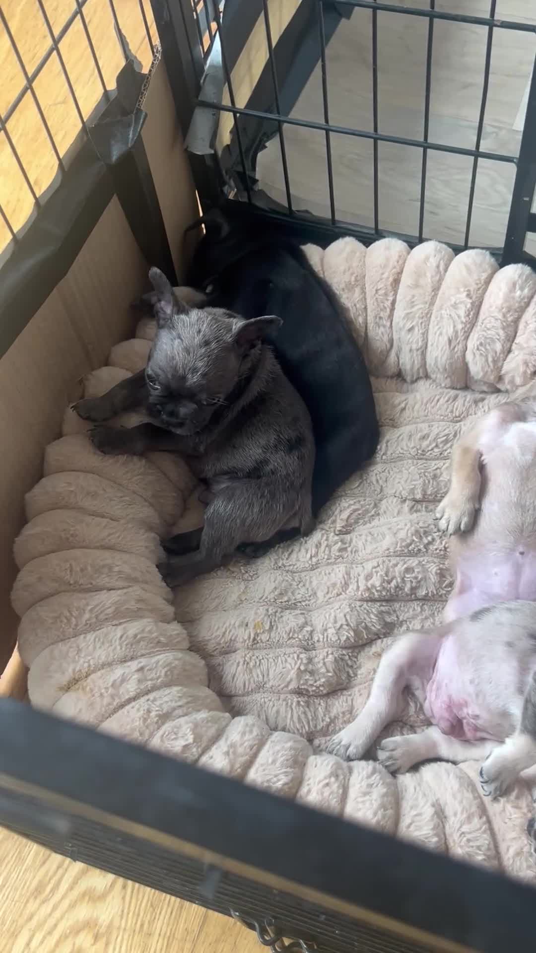 French Bulldog dogs for sale: French bulldog puppys  in London - Video 1