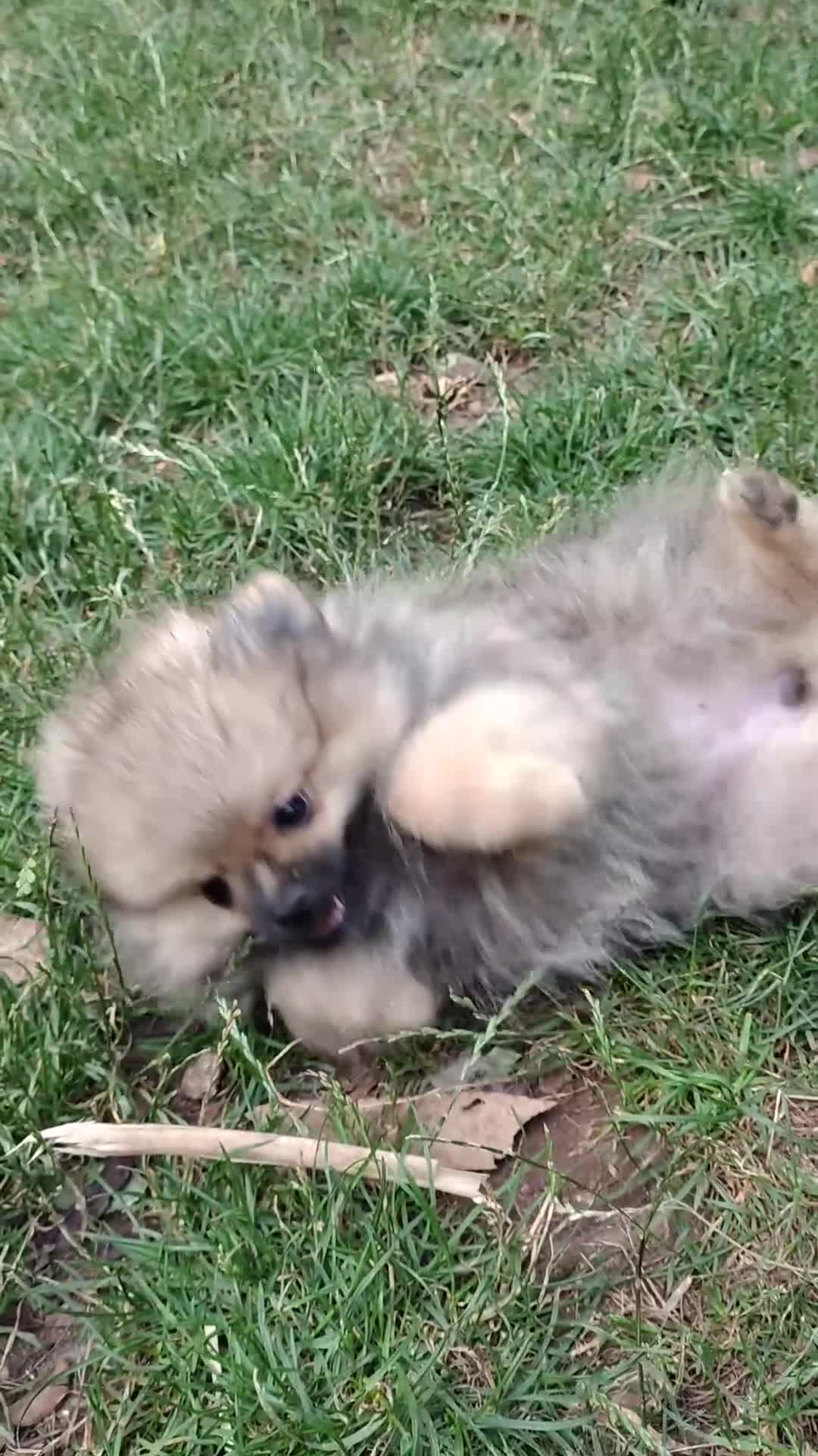 Pomeranian dogs for sale: Pom puppys with Kc reg , pedigree for sale in Taunton - Video 2
