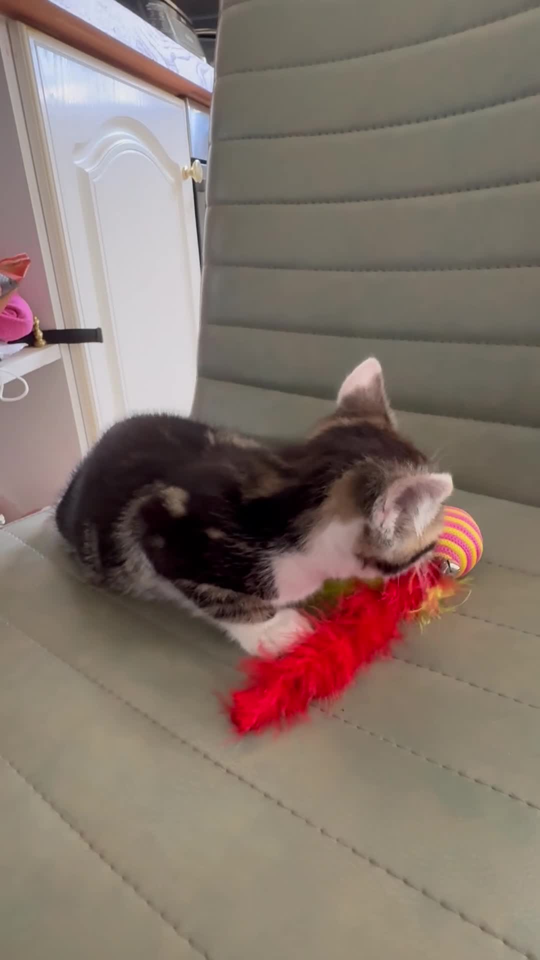 Mixed Breed cats for sale: Kittens Ready Now - Video 2