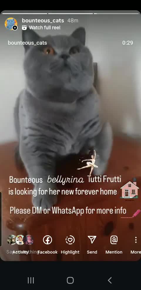 British Shorthair cats for sale: Closing of BSH cattery, 50% discount  - Video 1