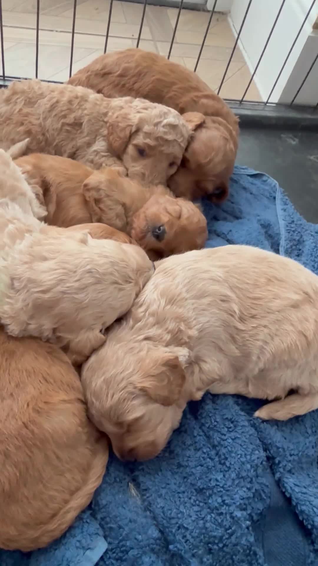 Cockapoo dogs for sale: Beautiful health tested cockapoos, ready Nov 💙💗 - Video 1