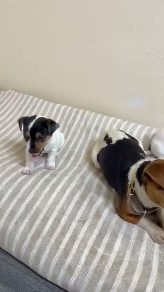 Jack Russell dogs for sale: Minature jack russells in Coventry - Video 2
