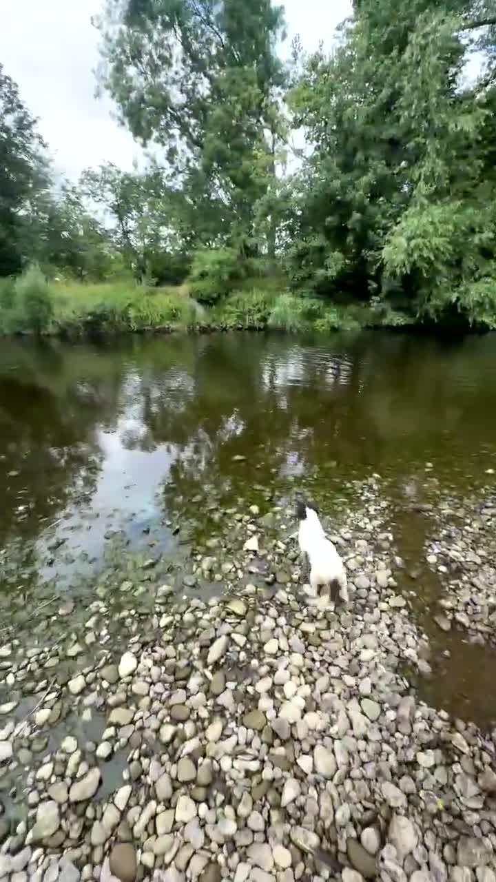 English Springer Spaniel dogs for sale: 10 month old kc reg springer spaniel female  - Video 1