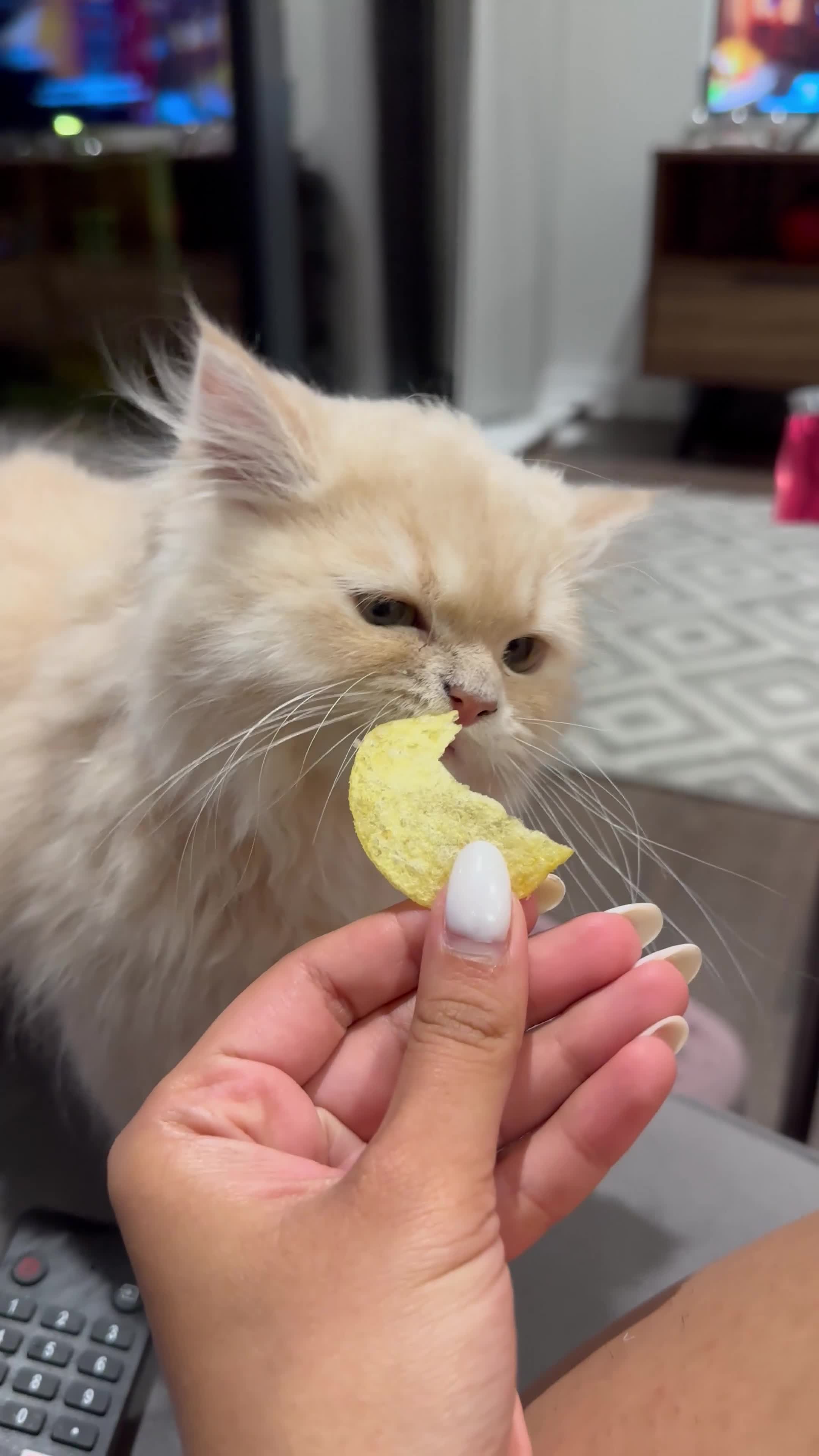 Persian cats for sale: An absolute joy  in York - Video 1