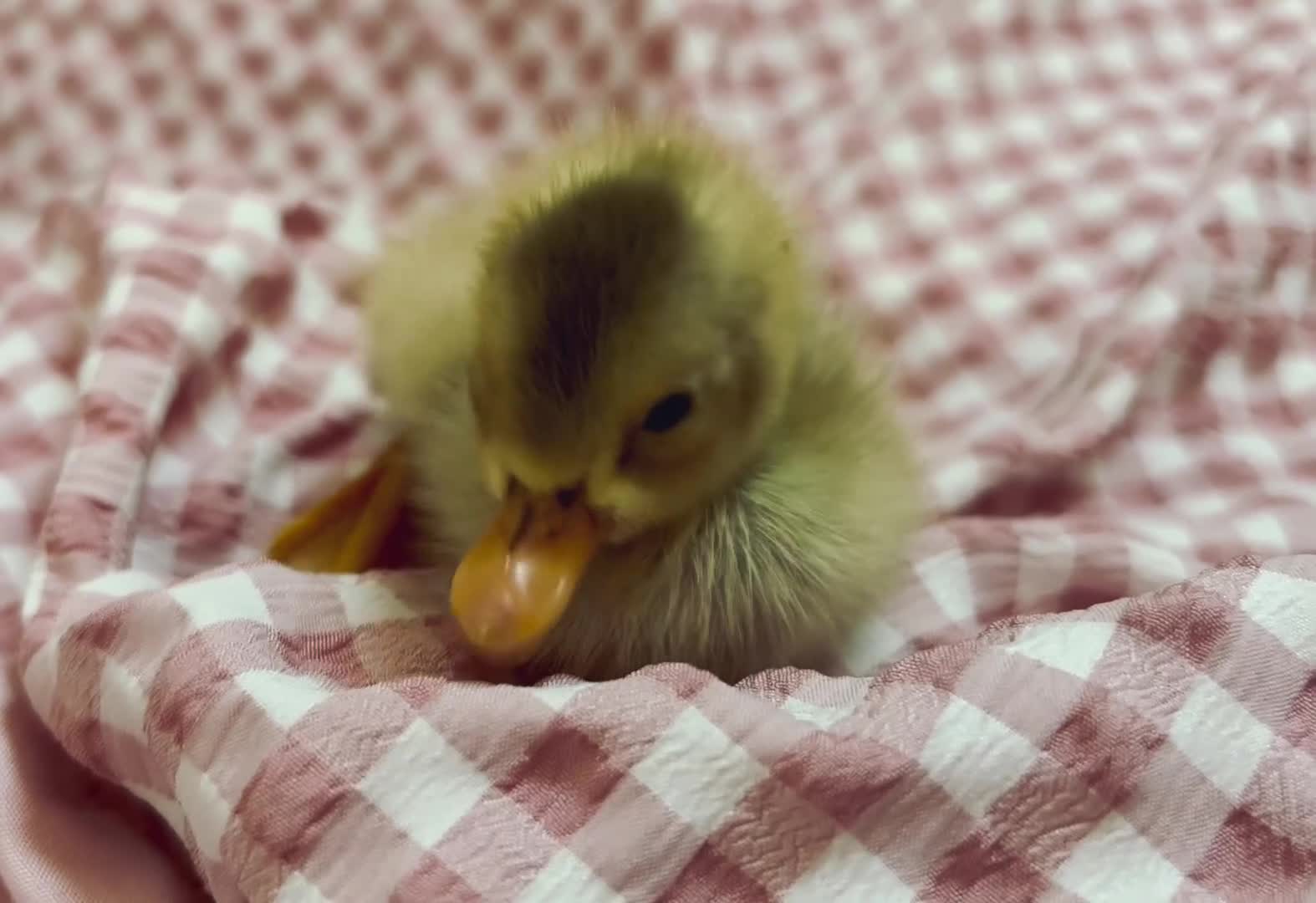 Ducks poultry for sale: Mixed colour runner ducklings  - Video 1