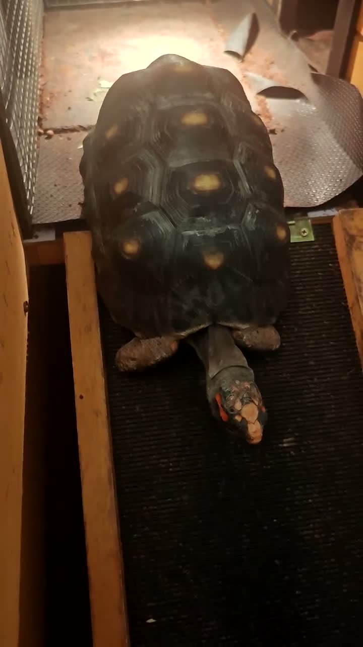Tortoise reptiles for sale:  Red footed tortoise for sale  - Video 1