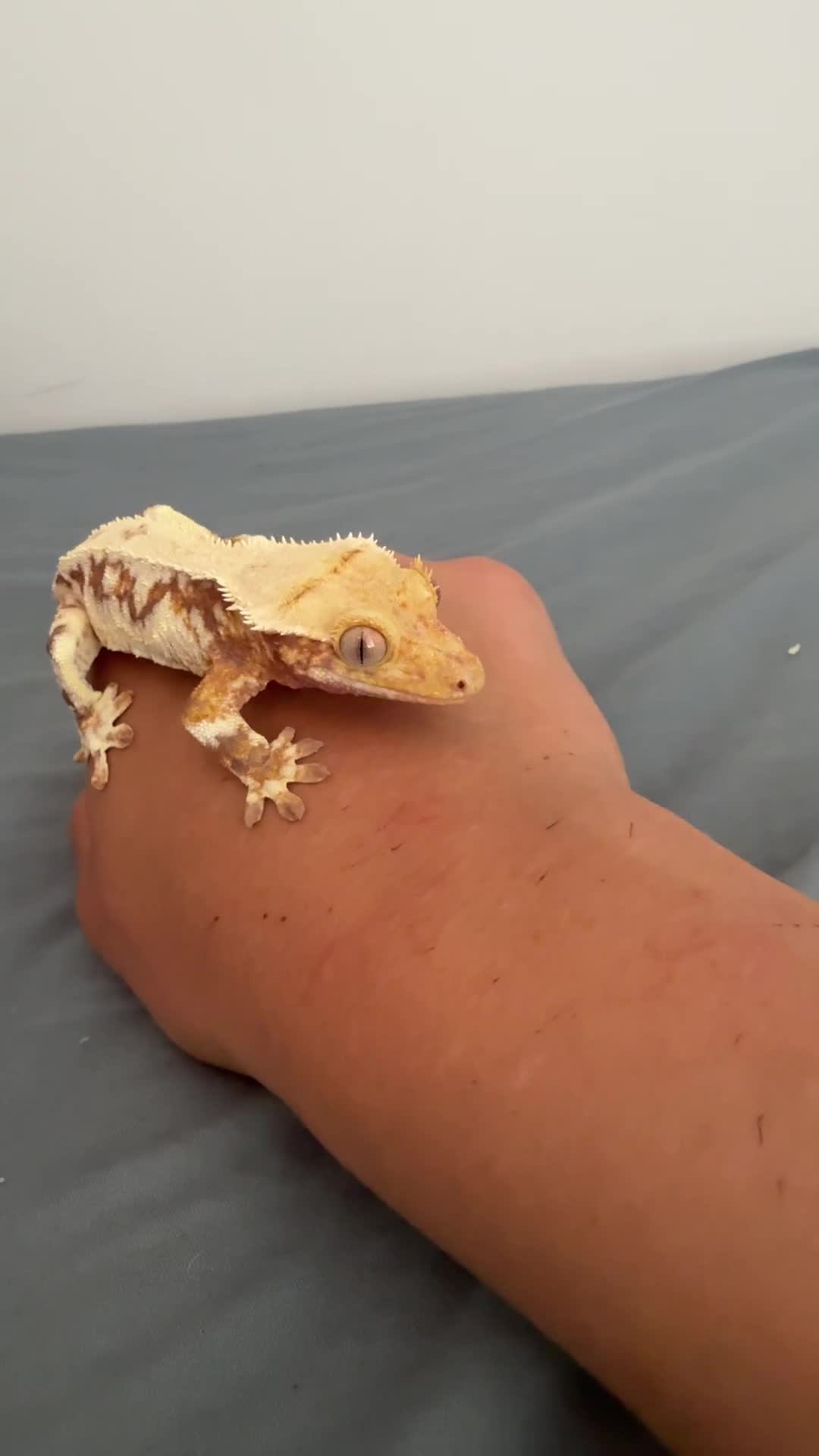 Gecko reptiles for sale: Lilly white crested gecko  in Ilford - Video 1