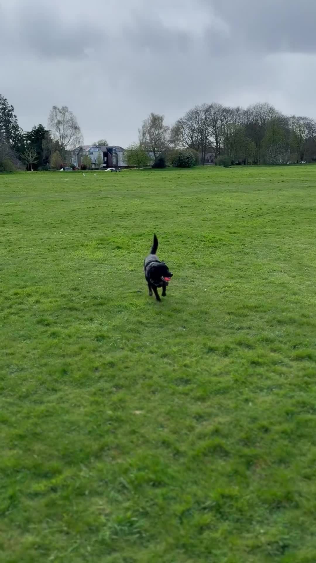 Mixed Breed dogs for sale: Black Lab/Staffy - Video 1