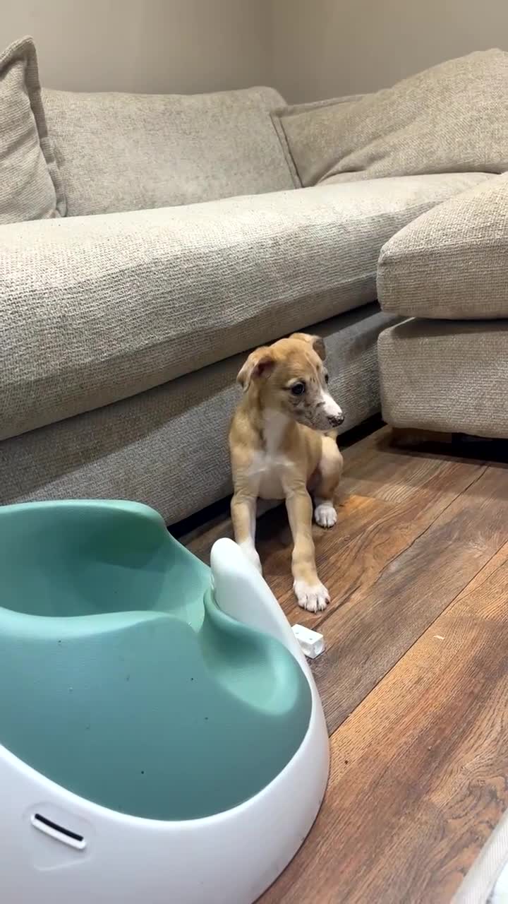 Mixed Breed dogs for sale: Whippet x lurcher pups - Video 1