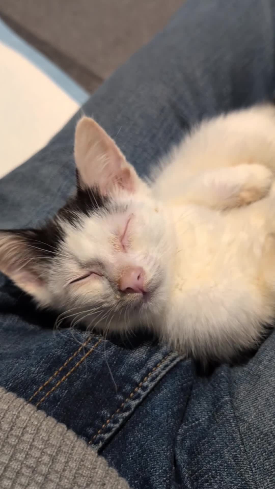British Shorthair cats for sale: One male kitten  in Wallasey - Video 1