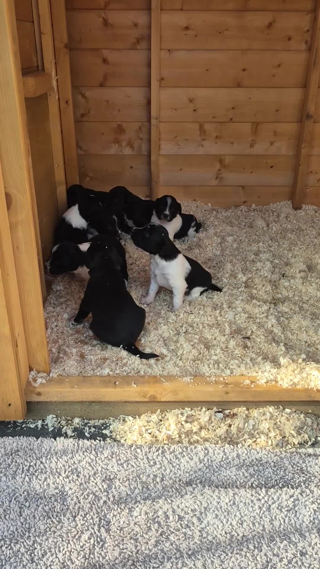 Mixed Breed dogs for sale: Beautiful sprollie puppies  - Video 1