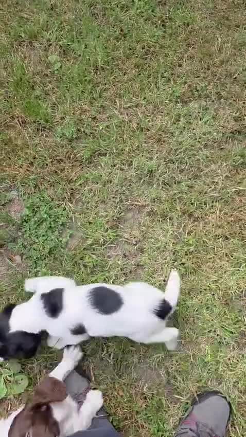 English Springer Spaniel dogs for sale: Lovely Springer Spaniel pups from working parents  - Video 2