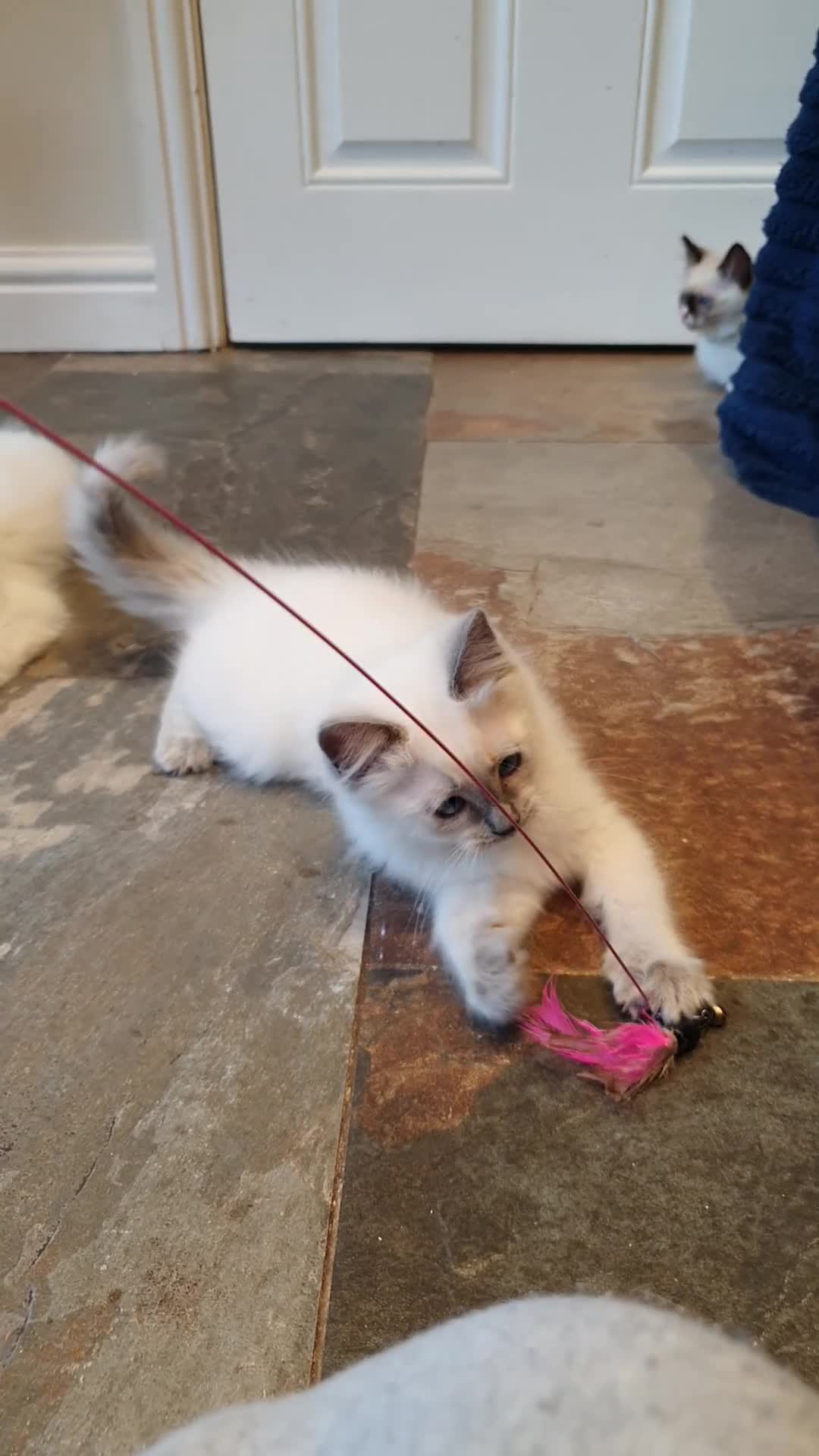 Ragdoll cats for sale: 💕Beautiful GCCF Registered Ragdoll Kittens. - Video 4