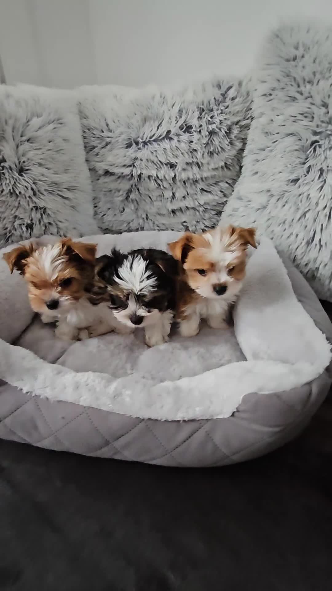 Biewer Terrier dogs for sale: Biewer Yorkshire Terier - Video 1