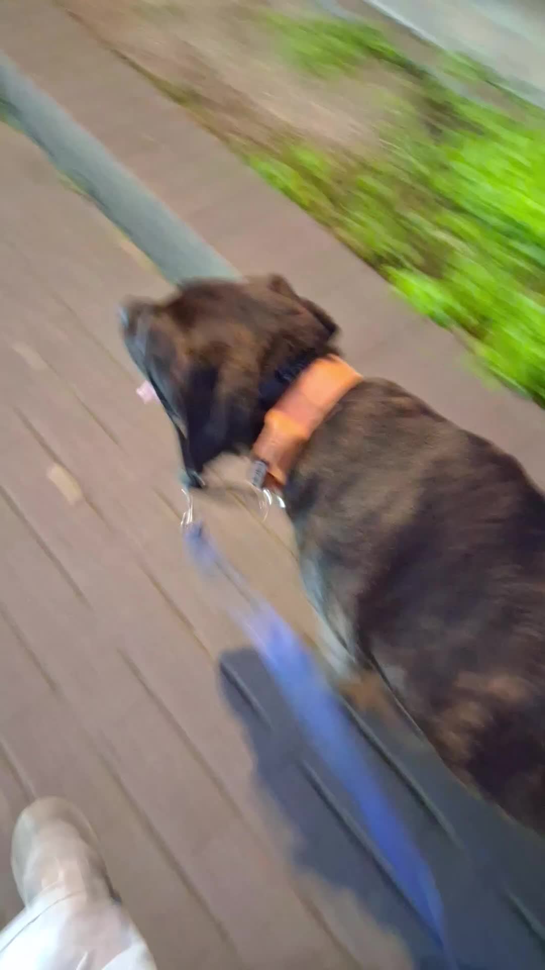 Mixed Breed dogs for sale: Boomer - Video 1