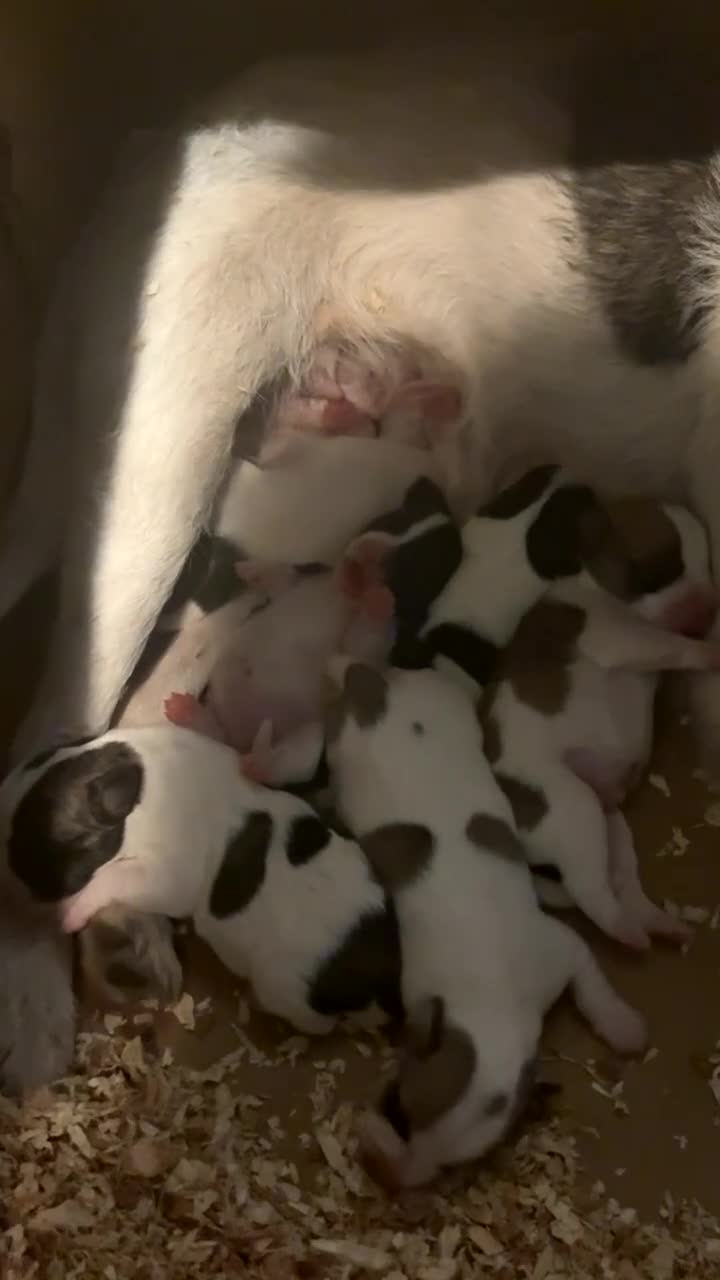 Jack Russell dogs for sale: 3 beautiful girls  - Video 3