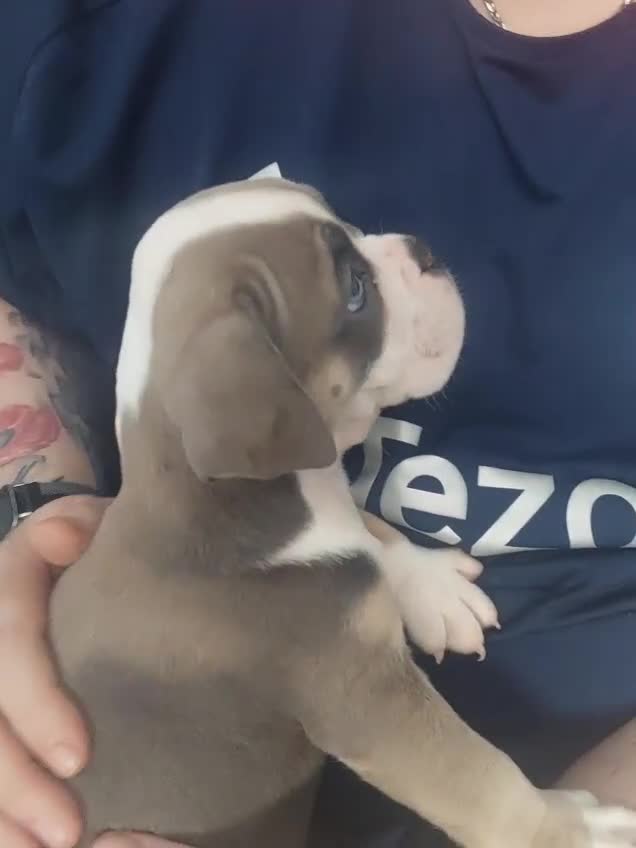 Mixed Breed dogs for sale: Stanley  - Video 1