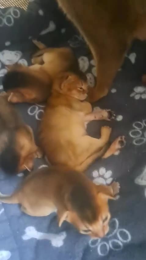 Abyssinian cats for sale: 5⭐️ TICA Pedigree Abyssinian Kittens - Video 2