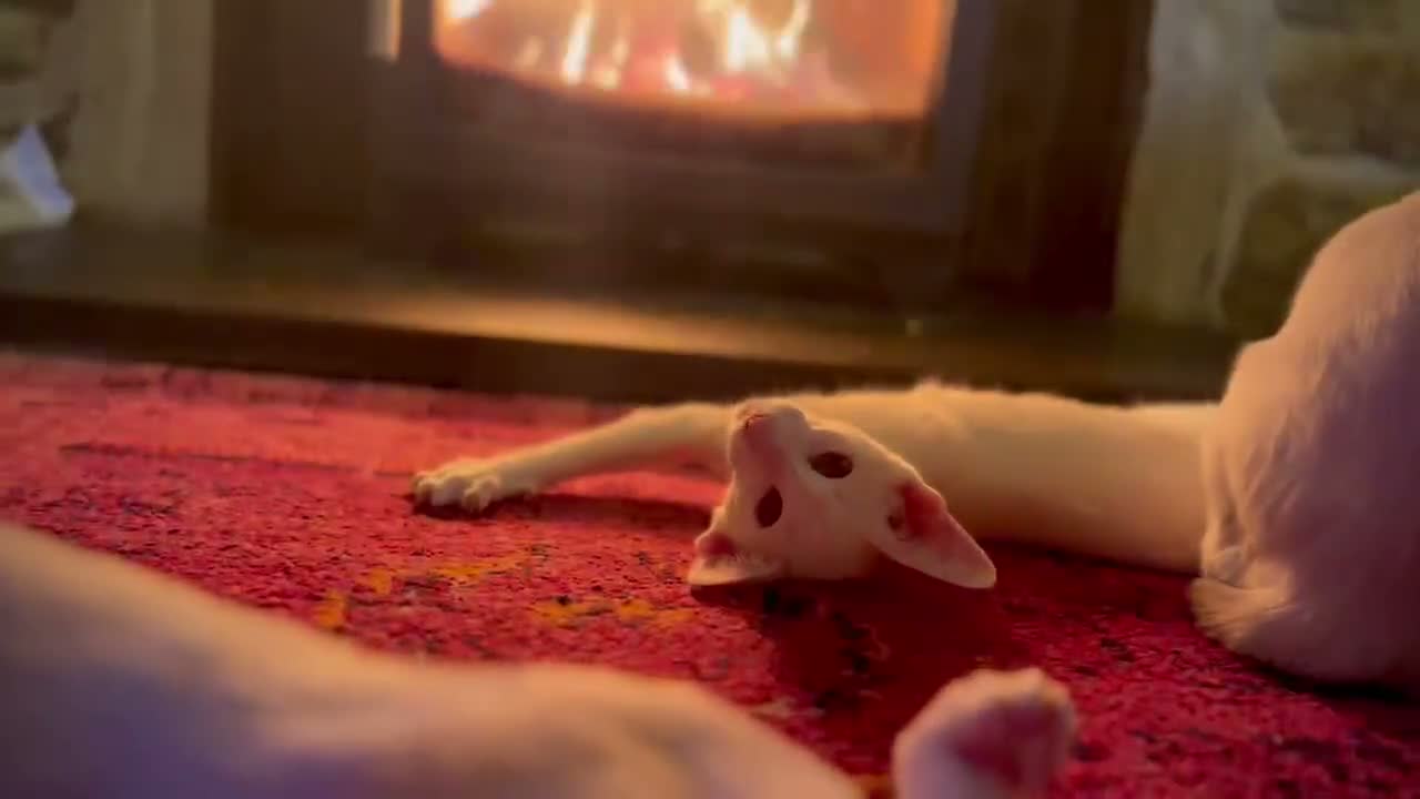 Oriental cats for sale: White Oriental Female Available 🤍 in Dingwall - Video 2