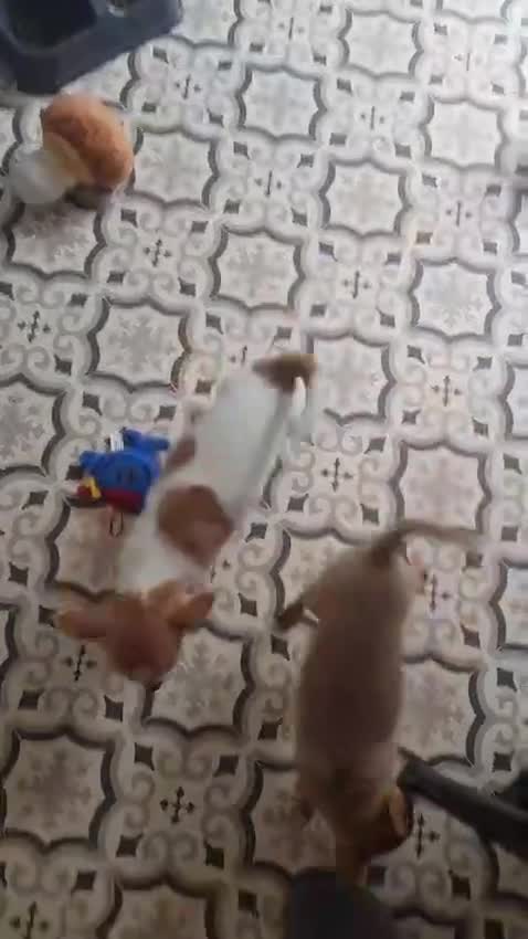 Chihuahua dogs for adoption: ❤️🐶 TOFFEE & COOKIE 🐶❤️ - Video 3