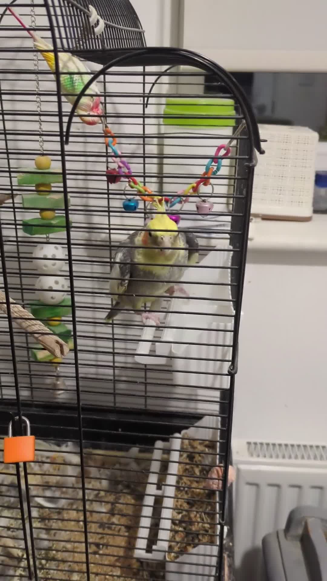 Cockatiels birds for sale: Cockatiel with Rhythmic Whistling - Cage Incl. - Video 1