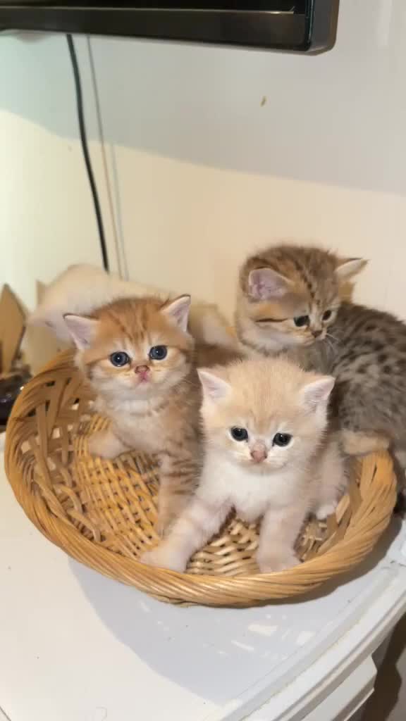 British Shorthair cats for sale: British Longhair & British Shorthair Kittens - Video 3