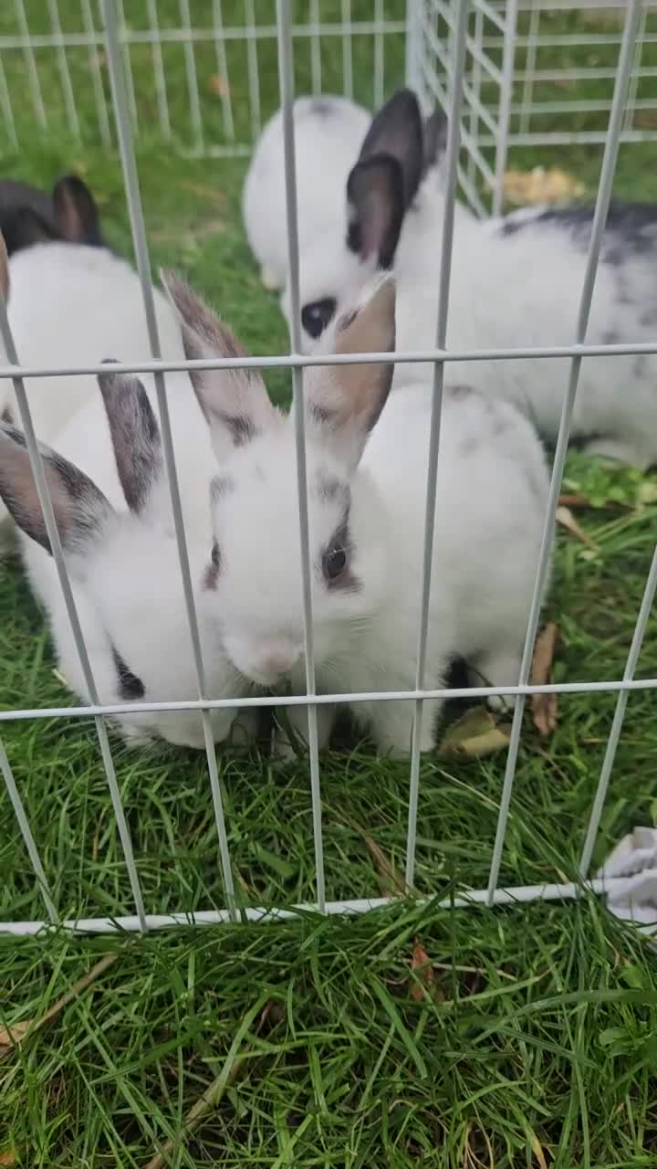 Mixed Breed rabbits for sale: They are mix rex and Dutch  - Video 3