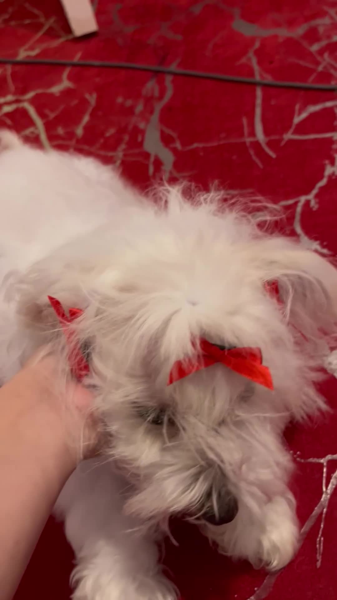 Maltese dogs for sale: Lolita is looking for a new loving family - Video 3